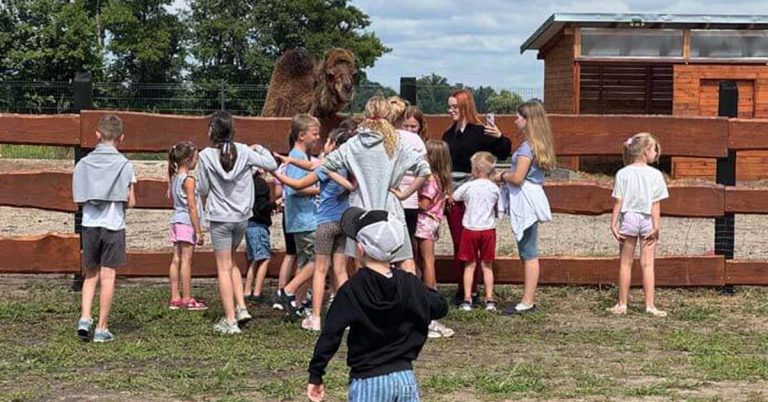 półkolonie letnie w mieście dzieci bawią się ze zwierzętami